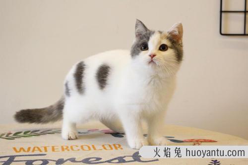 曼赤肯猫好养吗(曼赤肯猫怎么养)