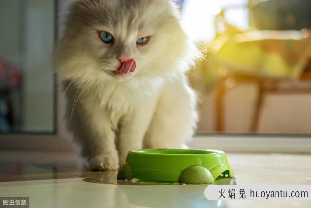 猫砂盆放在家里哪个位置好(家里猫砂盆放在哪里好)