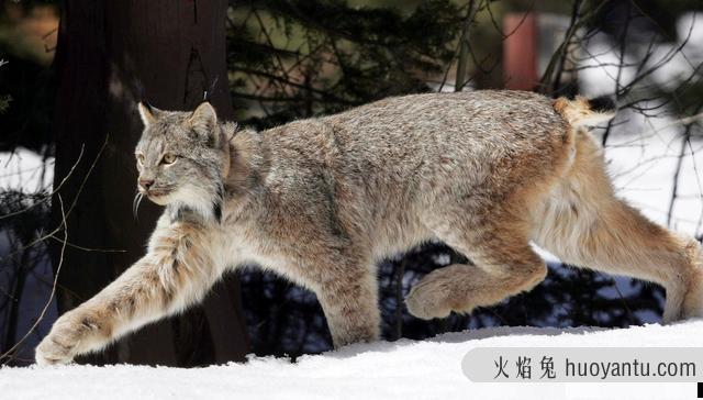 短尾猫是什么品种(短尾巴的猫是什么品种)