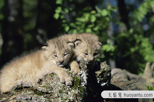 短尾猫是什么品种(短尾巴的猫是什么品种)