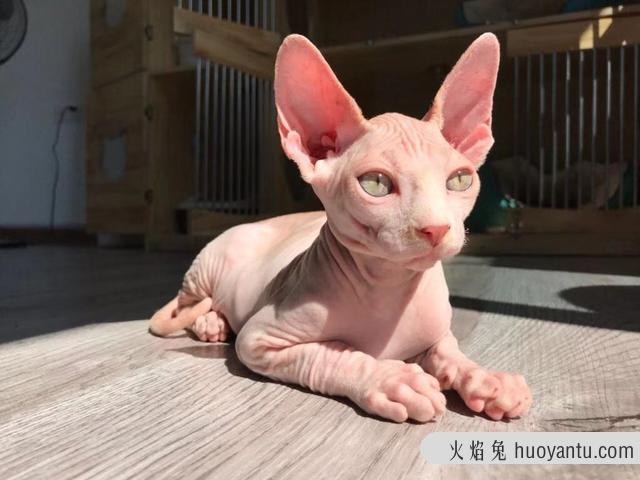 异国短毛猫是加菲猫吗(异国短毛猫是不是加菲猫)