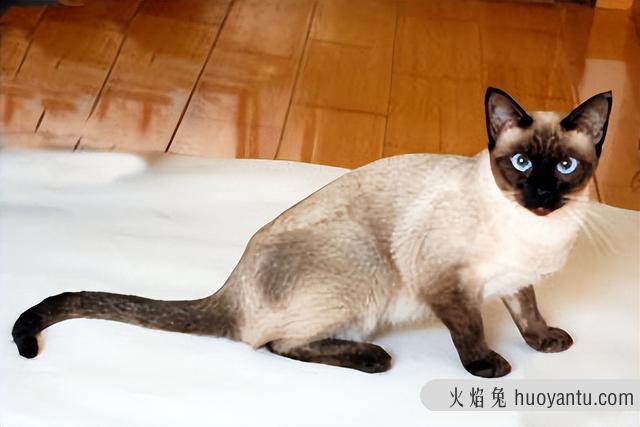 异国短毛猫是加菲猫吗(异国短毛猫是不是加菲猫)