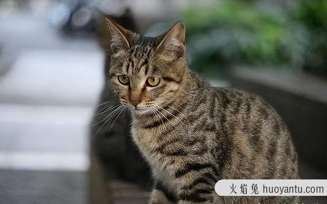 异国短毛猫是加菲猫吗(异国短毛猫是不是加菲猫)