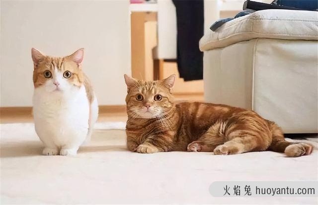 异国短毛猫是加菲猫吗(异国短毛猫是不是加菲猫)