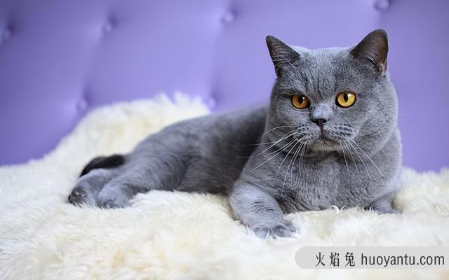 异国短毛猫是加菲猫吗(异国短毛猫是不是加菲猫)