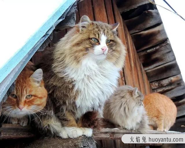 俄罗斯猫的品种有哪些(俄罗斯有什么品种的猫)