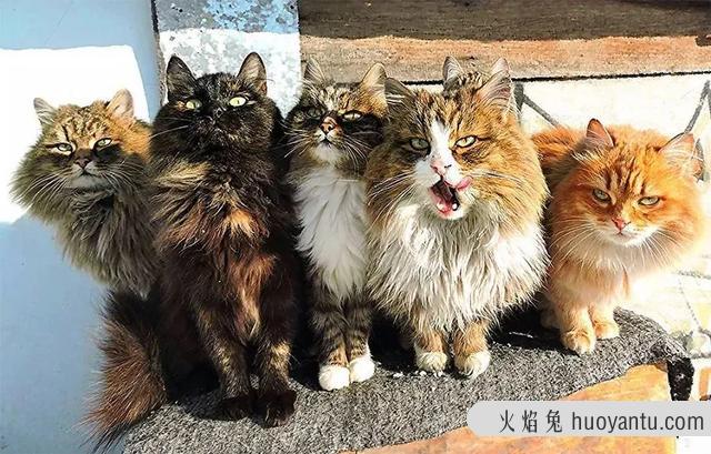 俄罗斯猫的品种有哪些(俄罗斯有什么品种的猫)