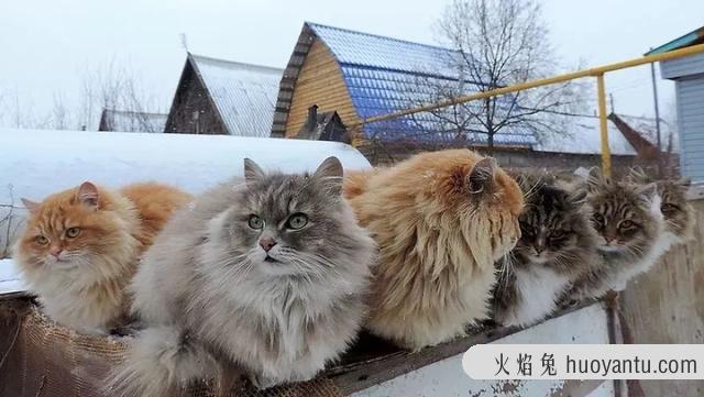 俄罗斯猫的品种有哪些(俄罗斯有什么品种的猫)