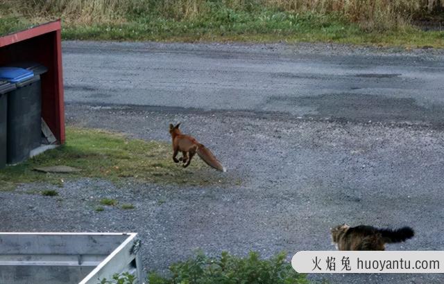 俄罗斯猫的品种有哪些(俄罗斯有什么品种的猫)