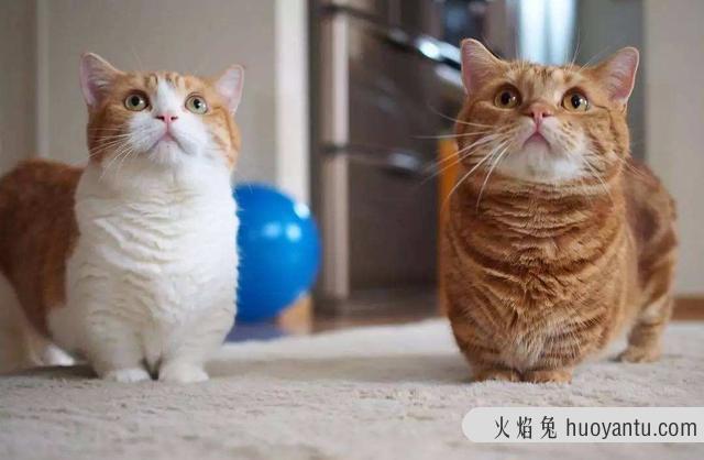 曼赤肯猫好养吗(曼赤肯猫怎么养)