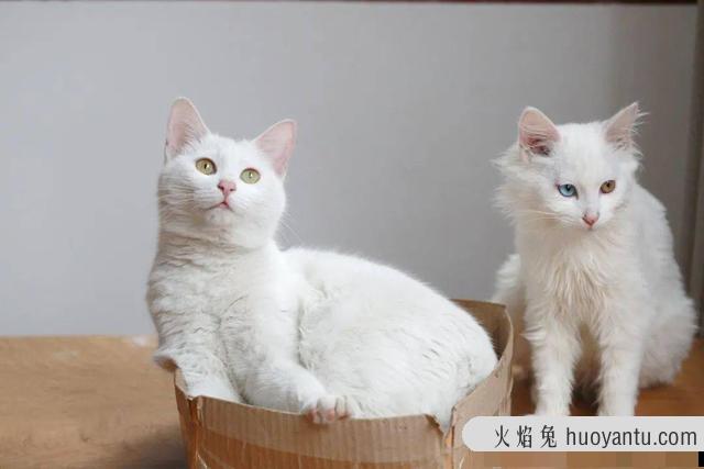 常见宠物猫品种大全(常见宠物猫品种有哪些)