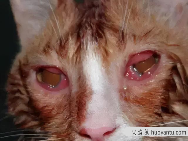 猫眼睛睁不开流眼泪怎么回事(猫的眼睛流泪睁不开眼)