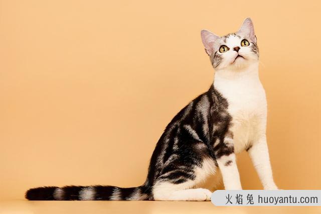 巴厘猫的优点和缺点(巴厘猫的优点和缺点是什么)