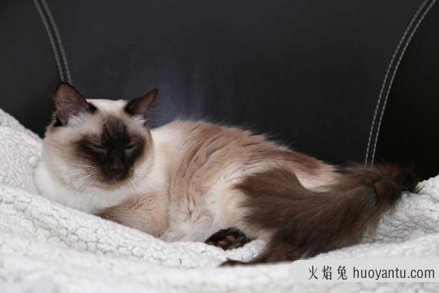 巴厘猫的优点和缺点(巴厘猫的优点和缺点是什么)