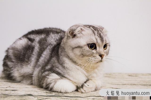 世界上最小的猫品种(世界上最小的猫品种是什么)