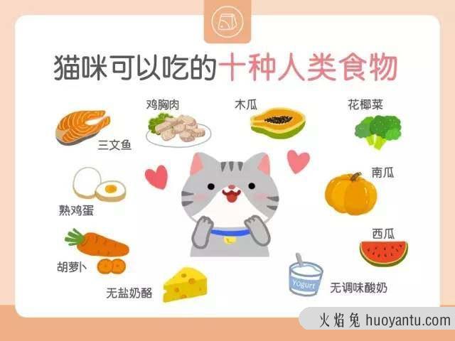 自制猫粮食谱大全(自制猫粮食谱窍门)