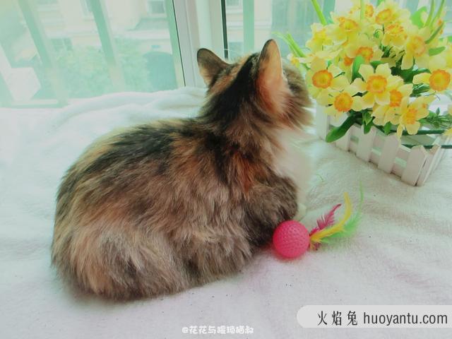 自制猫粮食谱大全(自制猫粮食谱窍门)