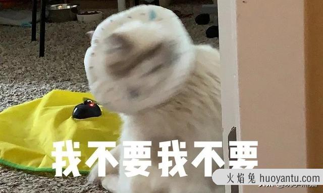 猫咪绝育手术后注意事项(猫咪绝育手术后注意事项有哪些)