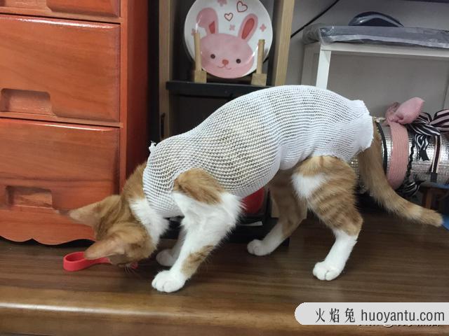 猫咪绝育手术后注意事项(猫咪绝育手术后注意事项有哪些)