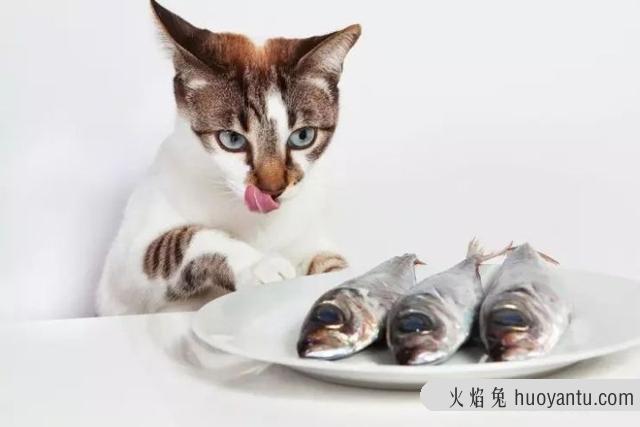 猫为什么喜欢吃鱼(猫喜欢吃鱼是真的吗)