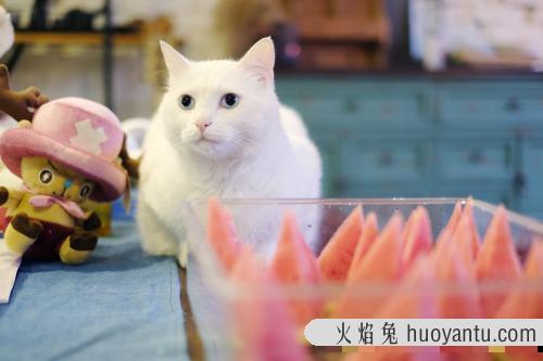 小猫吃什么食物除了猫粮(幼猫吃什么食物比较好)