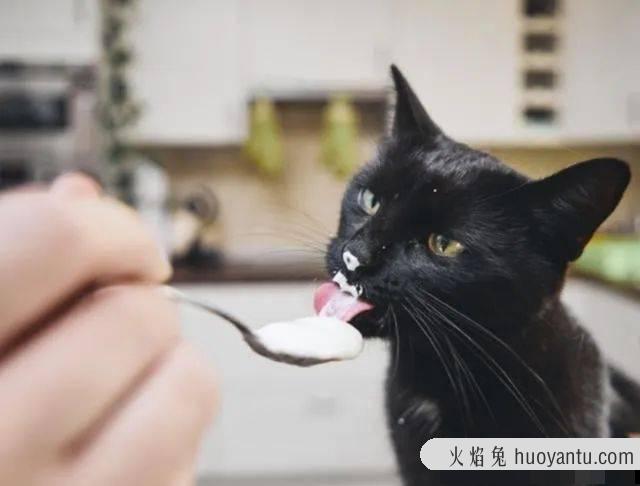 小猫吃什么食物除了猫粮(幼猫吃什么食物比较好)