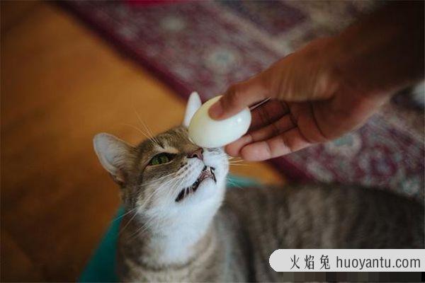 小猫吃什么食物除了猫粮(幼猫吃什么食物比较好)