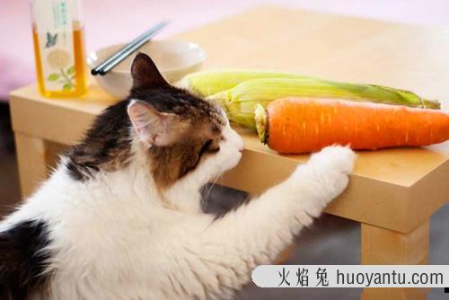 小猫吃什么食物除了猫粮(幼猫吃什么食物比较好)