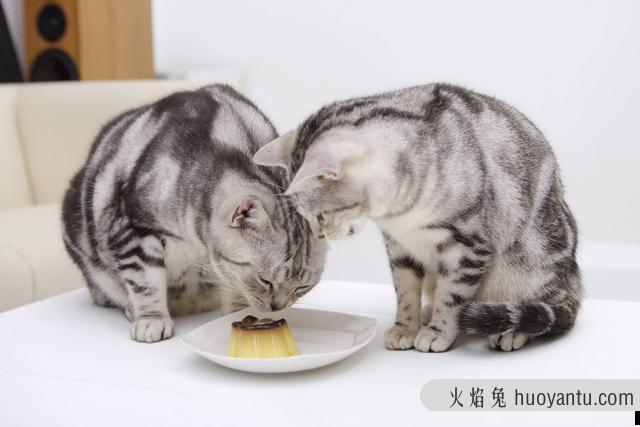 小猫吃什么食物除了猫粮(幼猫吃什么食物比较好)