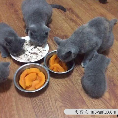 小猫吃什么食物除了猫粮(幼猫吃什么食物比较好)