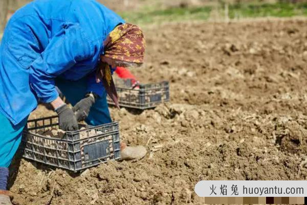 土豆一亩地需要多少斤种子