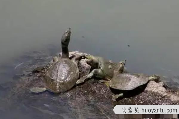 河里的野生甲鱼都躲在哪里啊