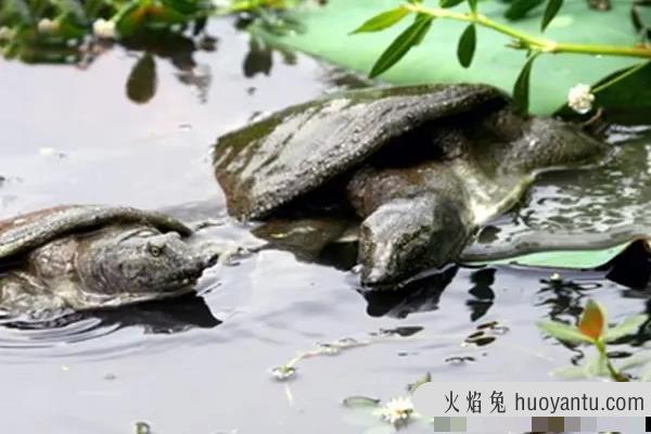 河里的野生甲鱼都躲在哪里啊