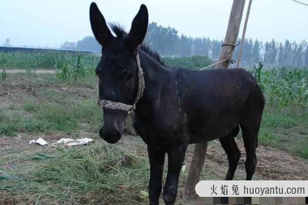 驴是怎么交流配的