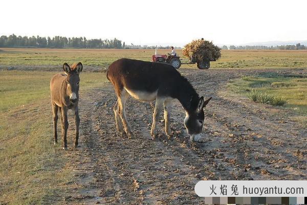 驴是怎么交流配的