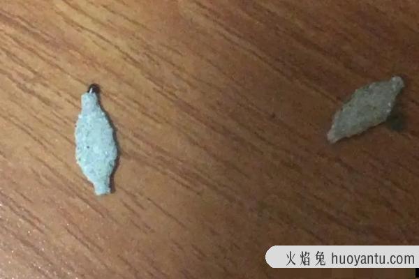 衣蛾幼虫怎么消灭干净