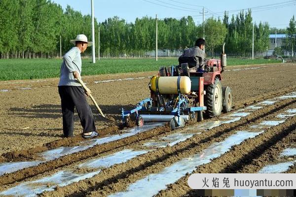 什么时候种花生的时间是最佳