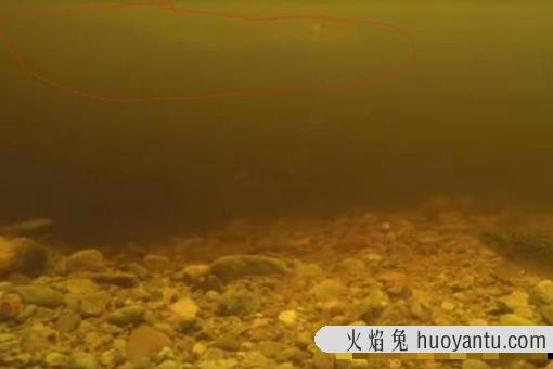 尼斯湖水怪可能是巨型鳗鱼?尼斯湖水怪之谜将真相大白