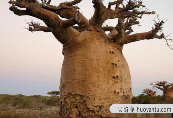 纺锤树：可以储存水的树(锦葵科纺锤树属植物)