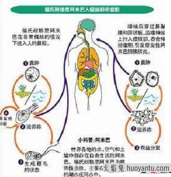 福氏耐格里变形虫真可怕，一步步慢慢吃掉你的大脑致死