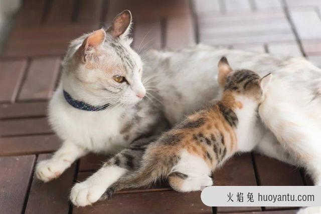 猫咪一边呼噜一边踩奶(猫咪一边呼噜一边踩奶是什么意思)