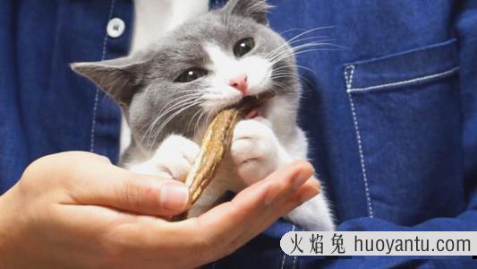 猫吃鱼会被鱼刺卡吗(猫吃鱼会被刺卡到吗)