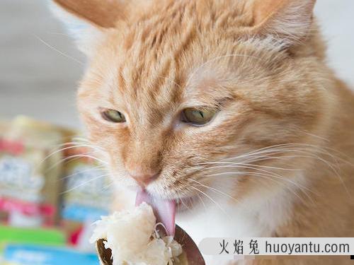 猫吃鱼会被鱼刺卡吗(猫吃鱼会被刺卡到吗)