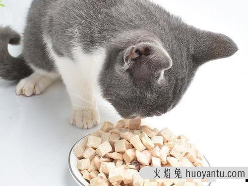 猫吃鱼会被鱼刺卡吗(猫吃鱼会被刺卡到吗)