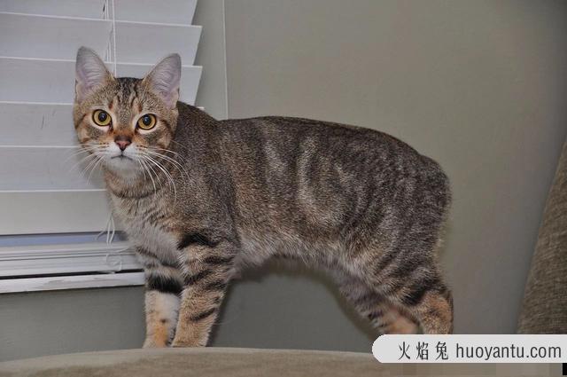 马恩岛猫为什么没有尾巴(马恩岛猫有尾巴吗)