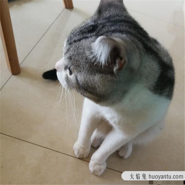 猫玩具有必要买吗(猫玩具需要买吗)