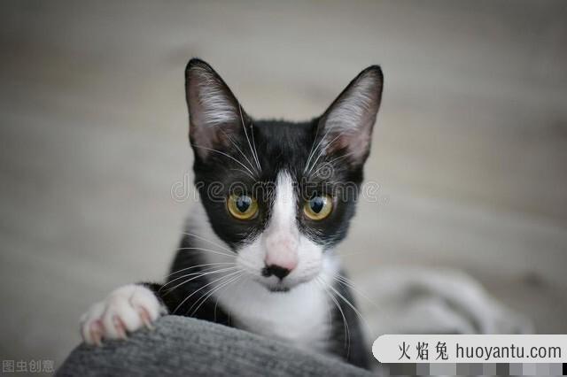 四蹄踏雪猫是什么品种(四蹄踏雪猫是宠物猫吗)