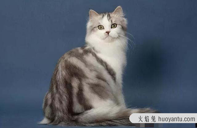 雪鞋猫是什么品种(雪鞋猫是什么猫)