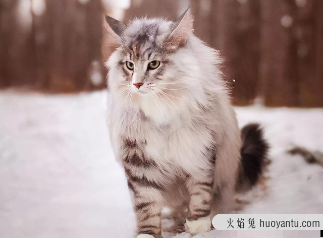 雪鞋猫是什么品种(雪鞋猫是什么猫)