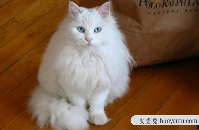 雪鞋猫是什么品种(雪鞋猫是什么猫)